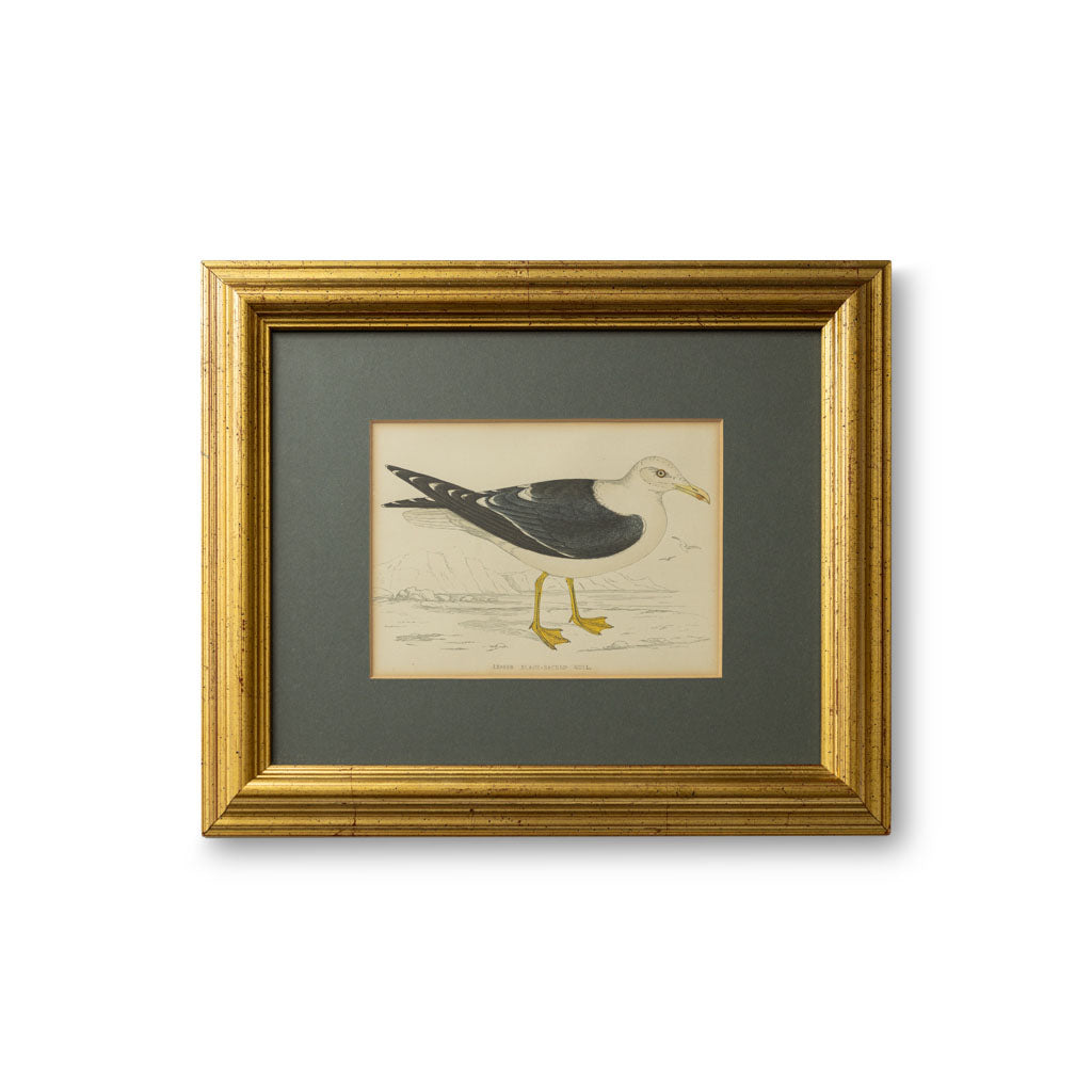 Antique Hand Painted Gull Lithograph by Alexander Francis Lydon
