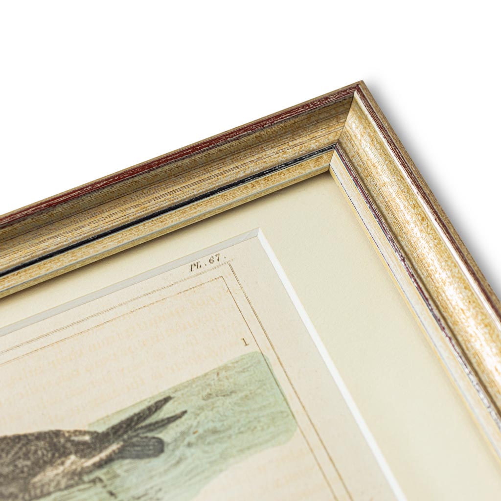 Hand colored antique lithograph by G.F. Schreeder