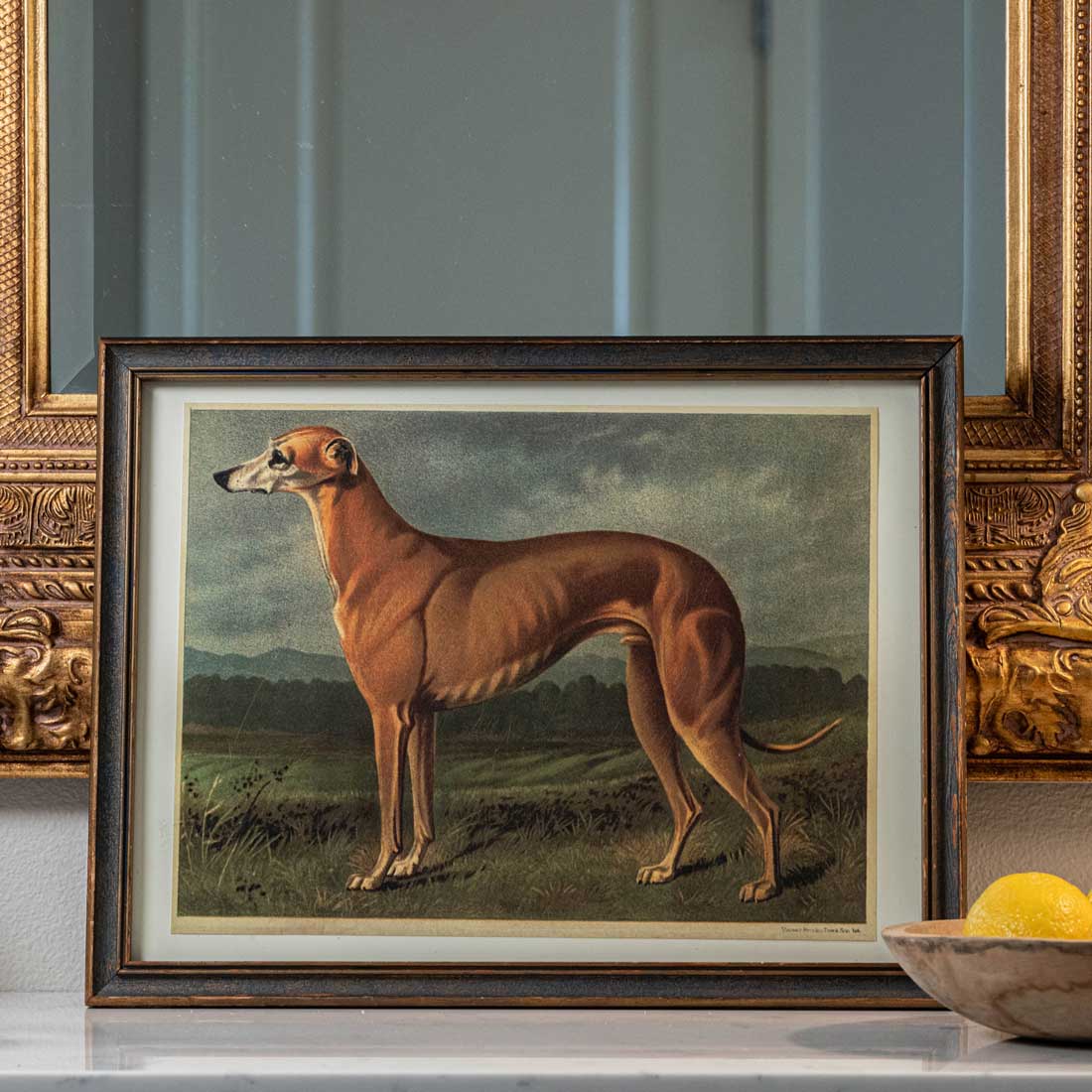 vintage art litography showing a dog